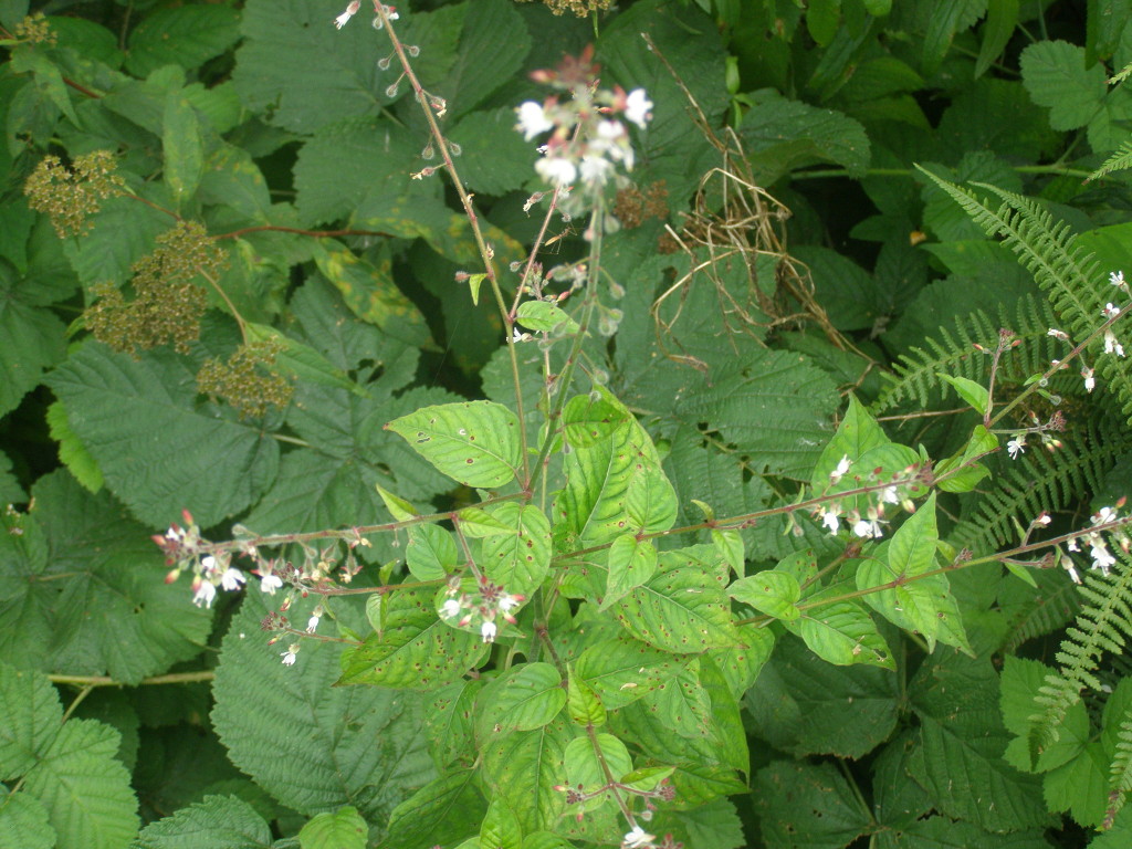 Circaea lutetiana / Erba maga comune